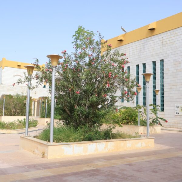 صورة IMG 7147 كبيرة