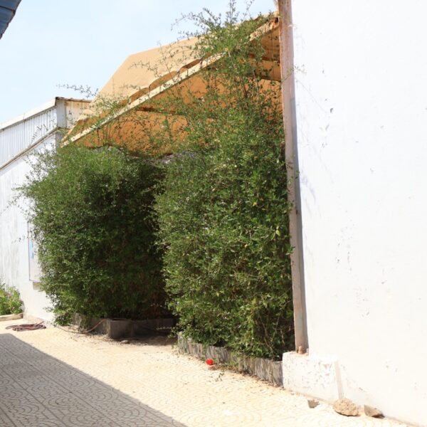 Nursing Complex8