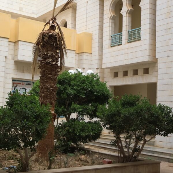 صورة IMG 7267 كبيرة