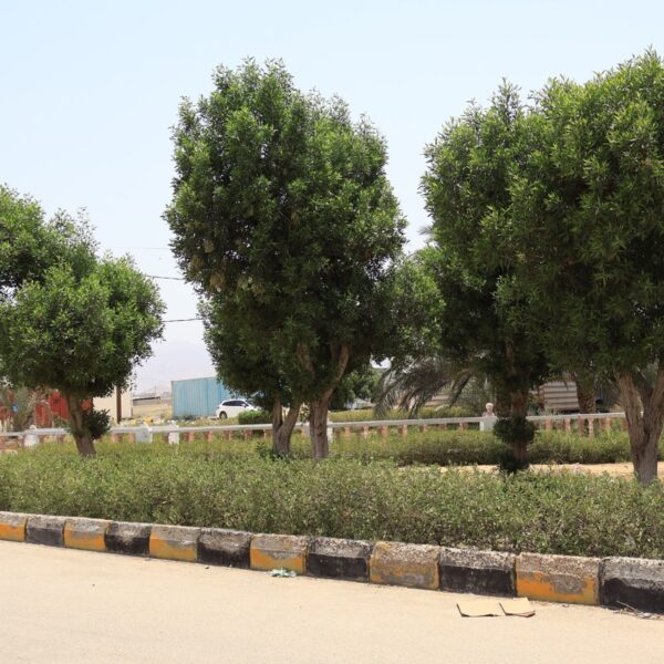 صورة IMG 7788 كبيرة