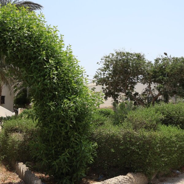 صورة IMG 7812 كبيرة